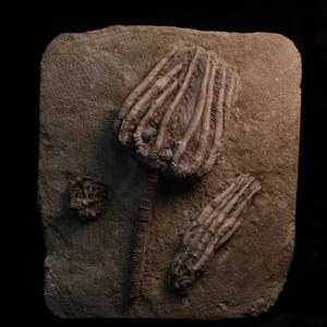 May include: A fossilized crinoid specimen embedded in a rectangular, light brown stone. The fossil features a detailed, fan-shaped head, a long stem, and a segmented arm. A smaller, circular fossil is also present.