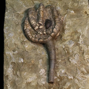 Excellent Mississippian Fossil Crinoid, St. Genevieve Co., Missouri