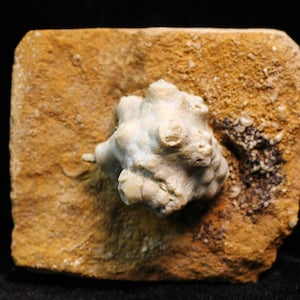 Sweet Dorycrinus mississippiensis, Keokuk Formation, Jerseyville, Illinois