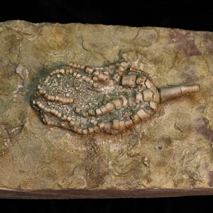 Unyielding Mississippian Fossil Crinoid, Onychocrinus sp, Millstadt, Illinois