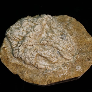 Mississippian Agaricocrinus sp. Fossil Crinoid, Jerseyville, Illinois