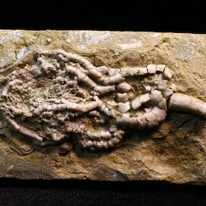 Outlaw Fossil Crinoid from Waterloo, Illinois