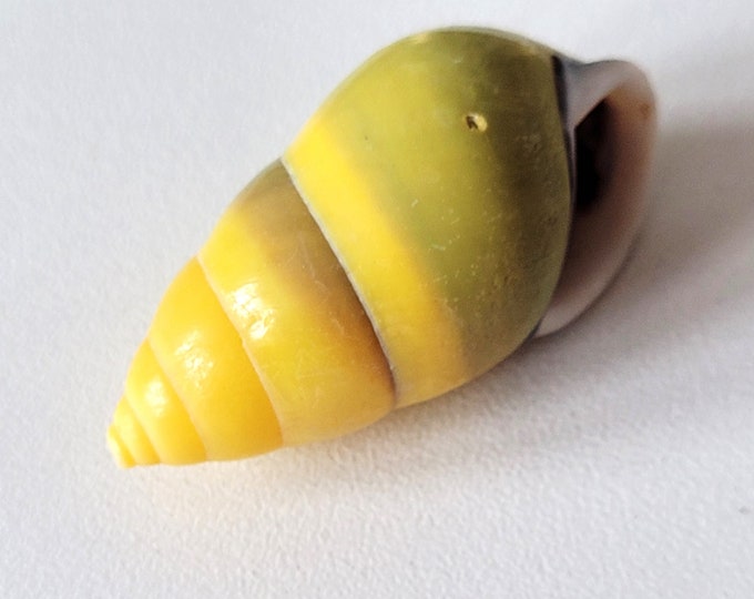 Yellow Exotic Shell, Natural Snail Shell - Etsy