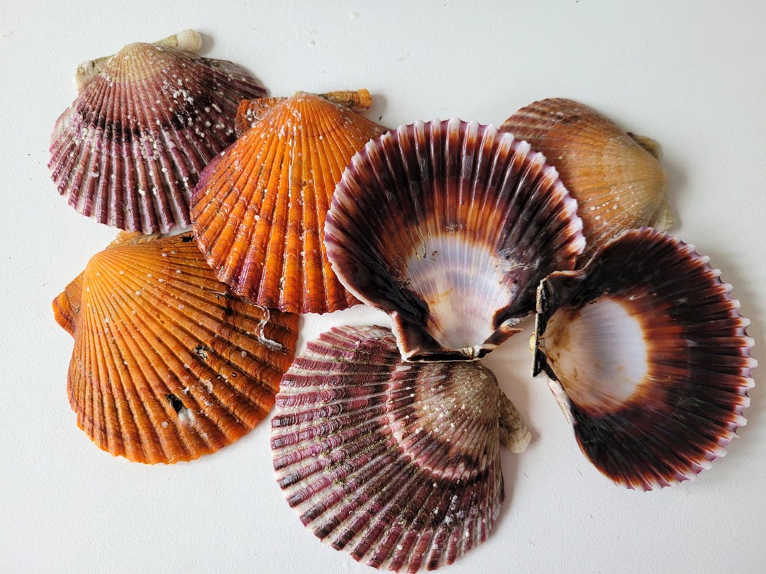 Set of 5 Scallop Shells, 6-8cm, Natural Color, Pacific Shells, Raw - Etsy