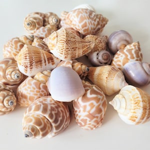 tiger shells, sold in sets of 6,