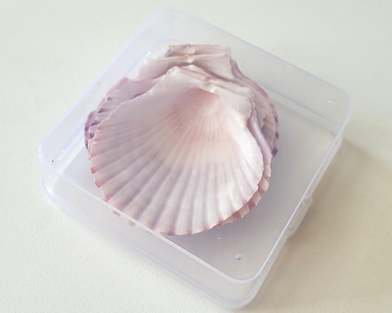 Small Scallop Shells, St Jacques, Set of 5 Shells, Pierced or Unpierced ...