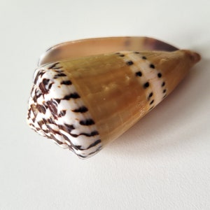 Peut inclure: Une coquille de mer brune et blanche avec des marques noires. La coquille est en forme de cône et a une surface lisse et brillante.