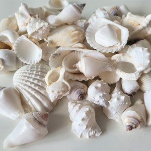 white shells, sold in batches, different shells, different batches