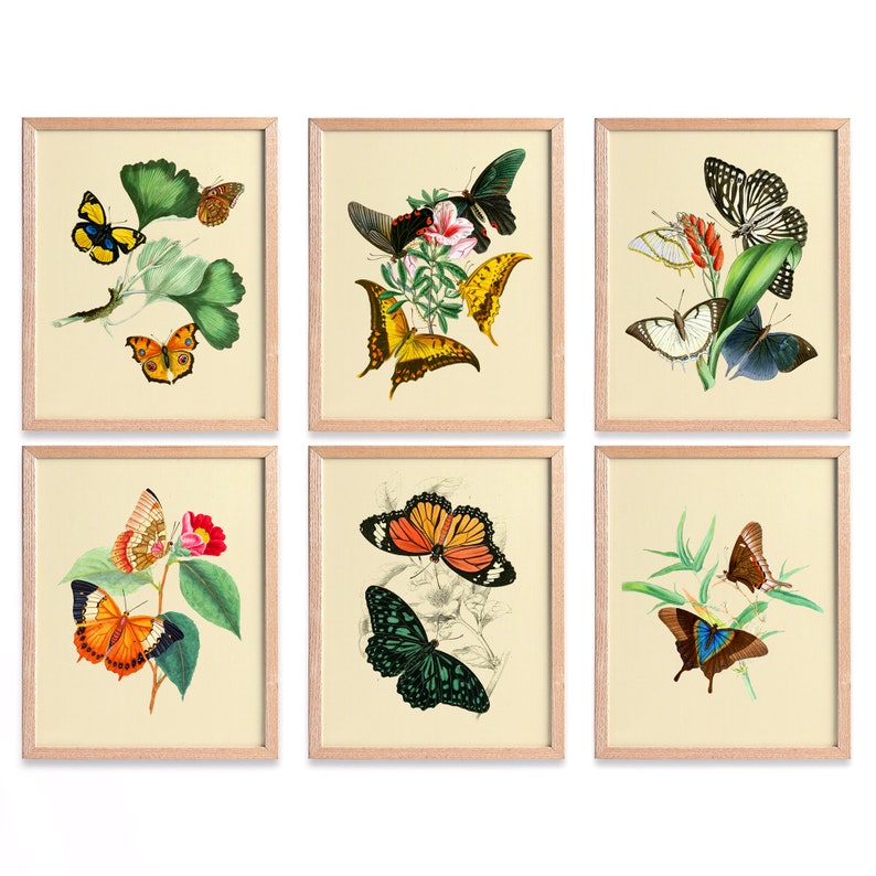 Butterfly Wall Art Antique Butterfly Art Prints Butterfly - Etsy