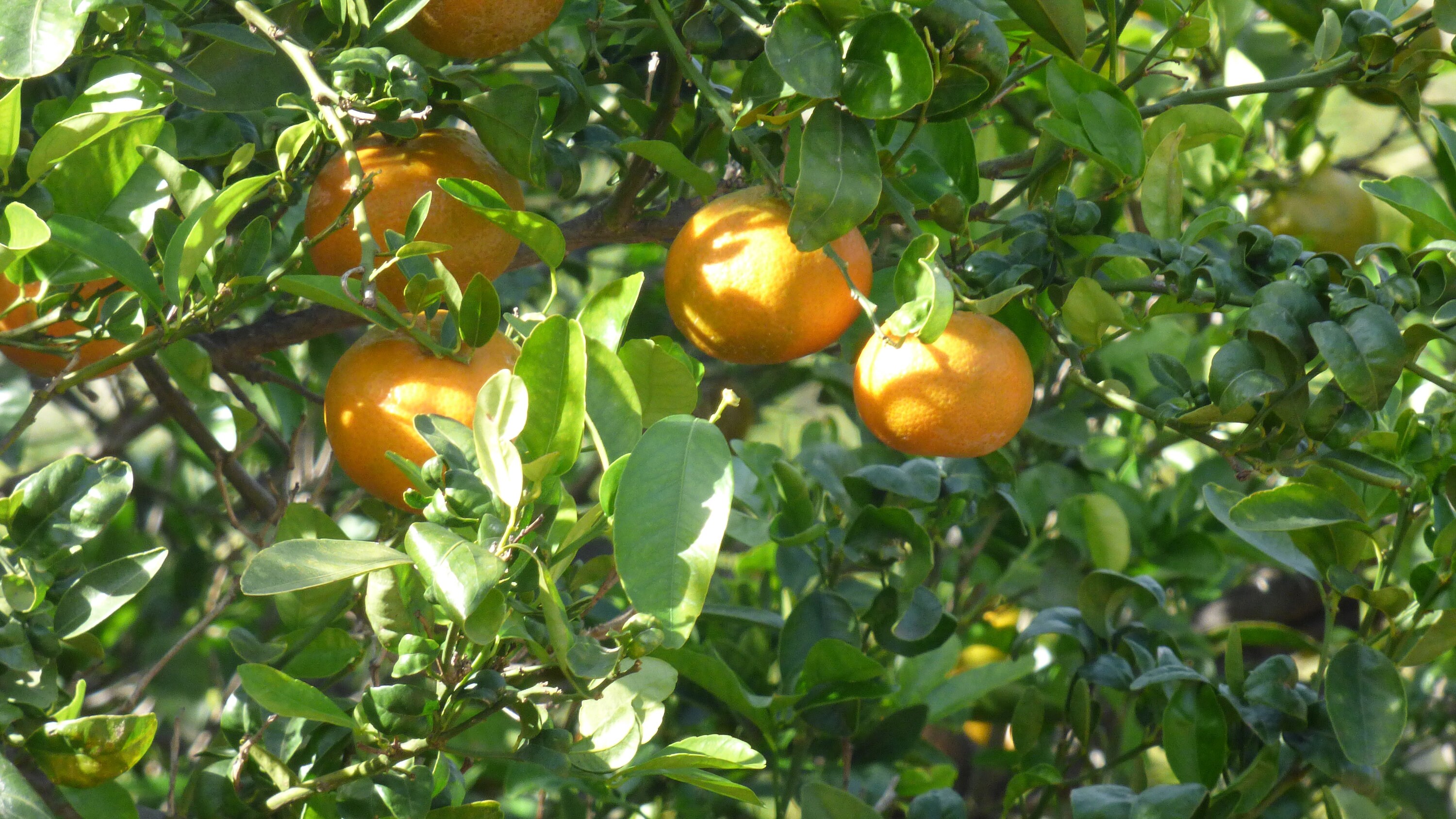 Organic Tangerines 4lbs Notwaxed Notsprayed Nongmo Direct From