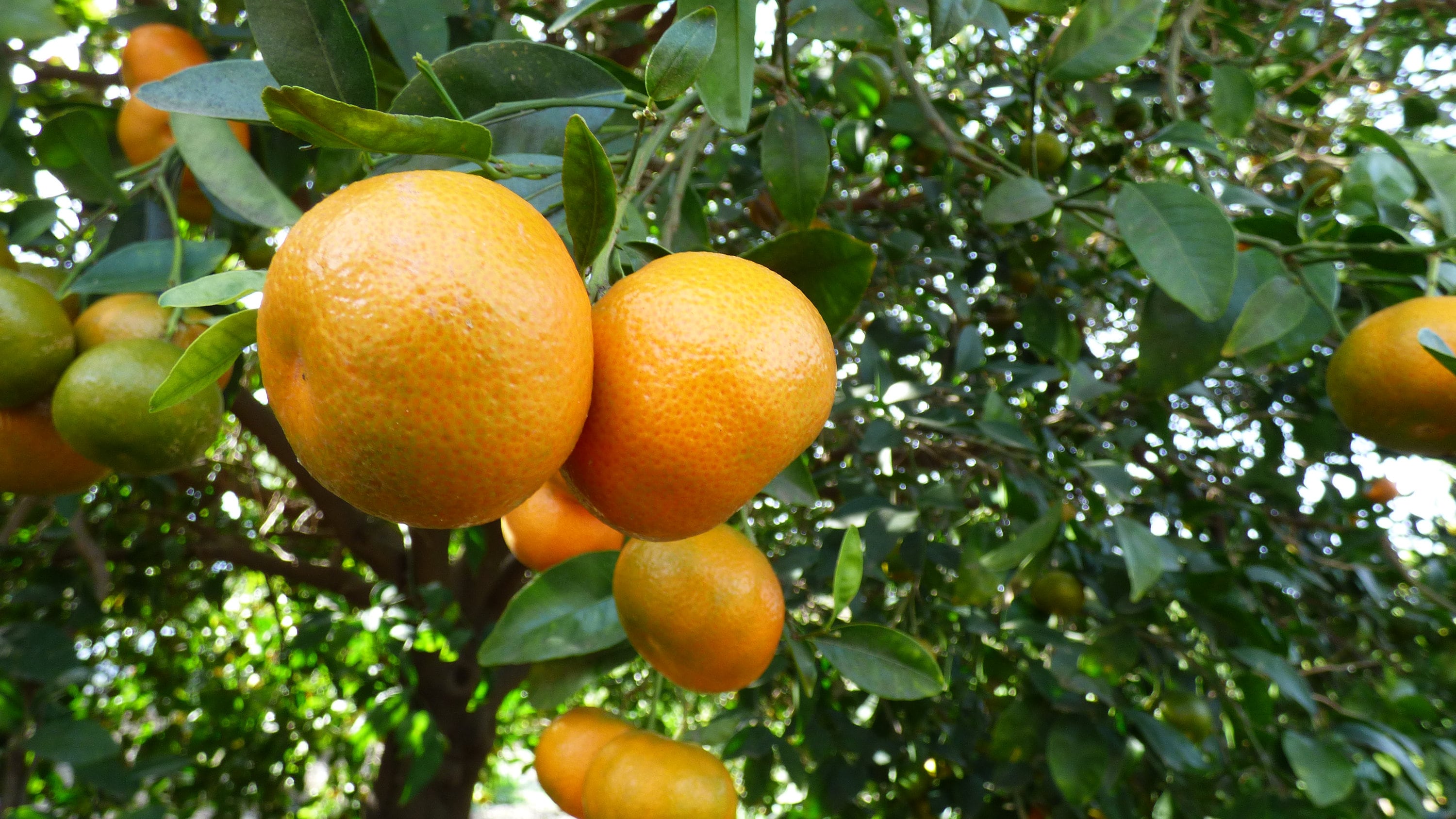 Organic Tangerines 4lbs Notwaxed Notsprayed Nongmo Direct From