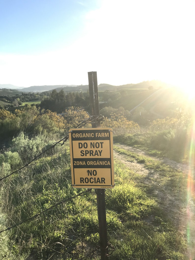 Fresh Organic Rosemary Sprigs Wildcrafted Herbs, Sustainably Harvested