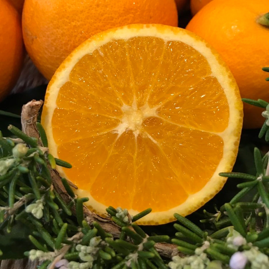 Organic Oranges 4lbs Notwaxed Notsprayed Nongmo Valencia Oranges