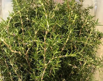 Fresh Organic Rosemary Sprigs - Wildcrafted Herbs, Sustainably Harvested in  California - Bulk Options - Etsy