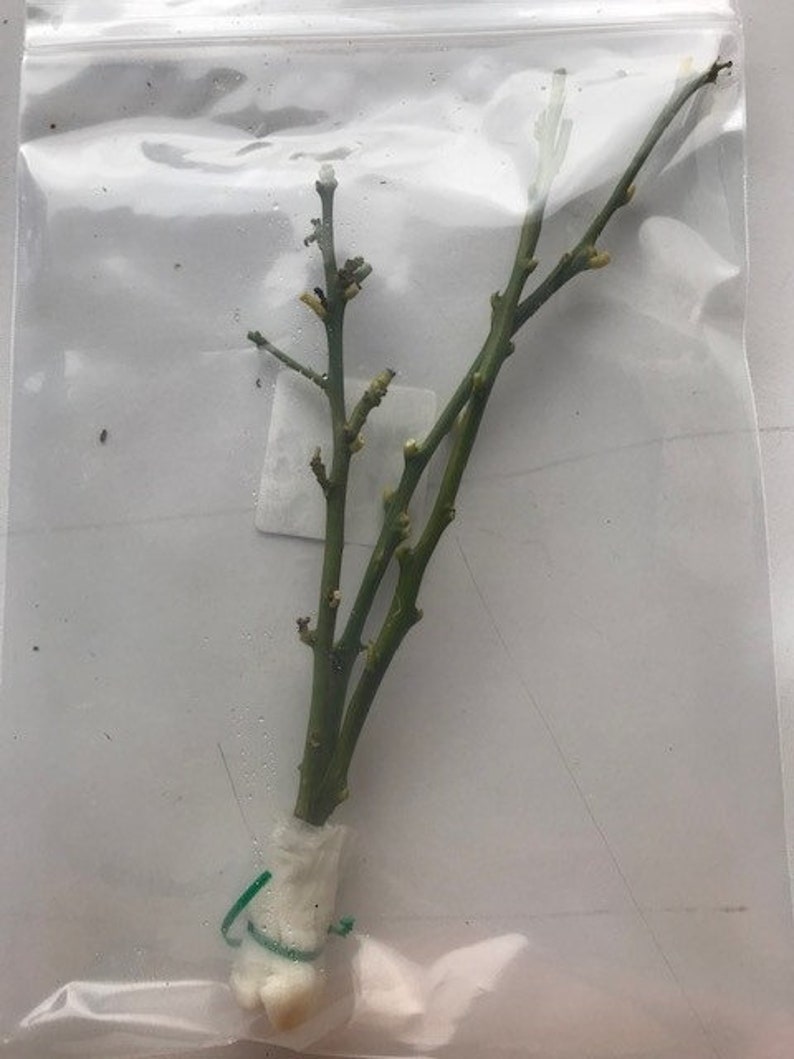 Organic Orange Tree Cuttings From California 710 Long 3 Cuttings Etsy