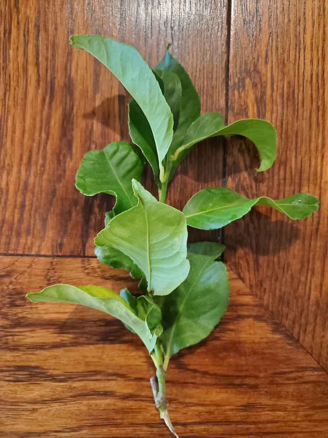 Organic Lemon Leaves for Tea, Cooking, Decor Fresh From California