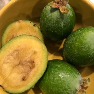 May include: Several whole and halved feijoa fruits with textured, matte green skins and brown calyxes at the ends. The cut fruit reveals a pale yellow, granular interior flesh. The fruits are contained within a smooth, solid yellow bowl.