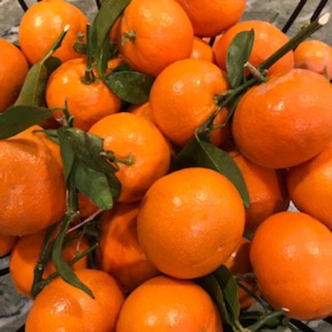 Organic Tangerines 4lbs Notwaxed Notsprayed Nongmo Direct From