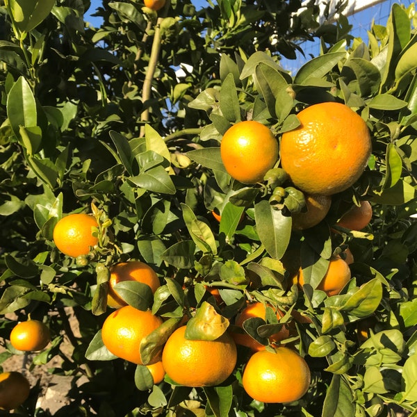 Organic Tangerine Tree Cuttings from California - 7-10" long - 3 cuttings