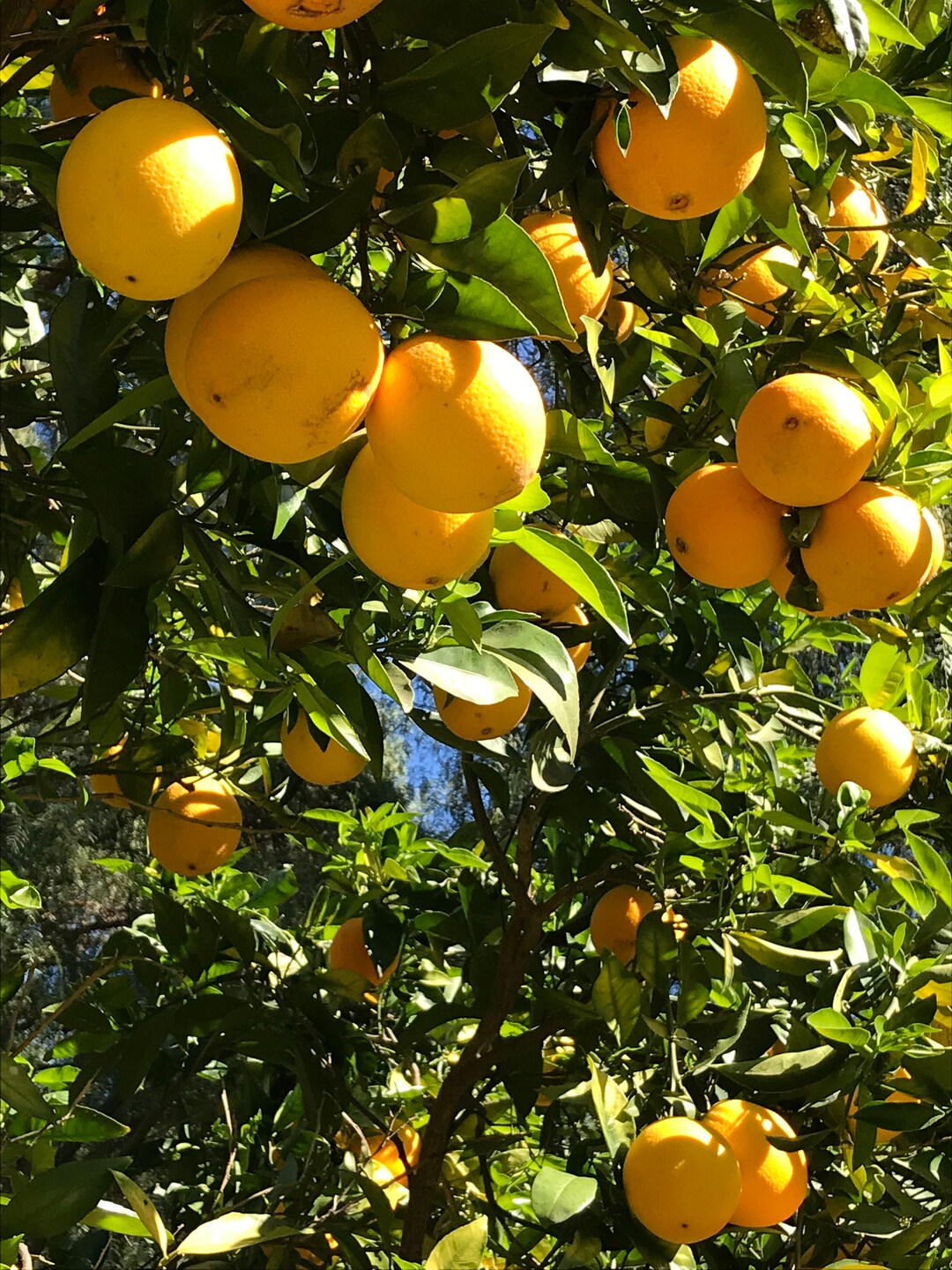 Organic Orange Tree Cuttings From California 710 Long 3 Cuttings Etsy