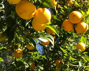 Organic Orange Tree Cuttings from California - 7-10" long - 3 cuttings