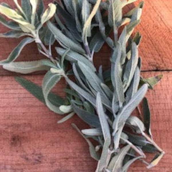 Fresh Organic Sage Herb - Purple Sage - Wildcrafted Herbs, Sustainably Harvested in California - Bulk Options