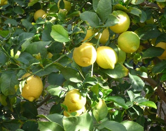 Organic Lemon Tree Cuttings from California - Lisbon Variety - 7-10" long - 3 cuttings