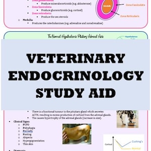May include: Veterinary endocrinology study aid with diagrams and text. The image includes a diagram of the adrenal glands, a diagram of the normal hypothalamic pituitary adrenal axis, and a graph of cortisol levels. Also includes images of a dog.