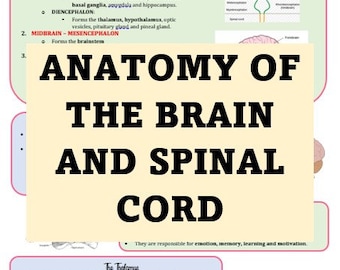 Anatomy of the Brain and Spinal Cord - Veterinary Study Aid