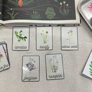 Wildflower Nomenclature Cards