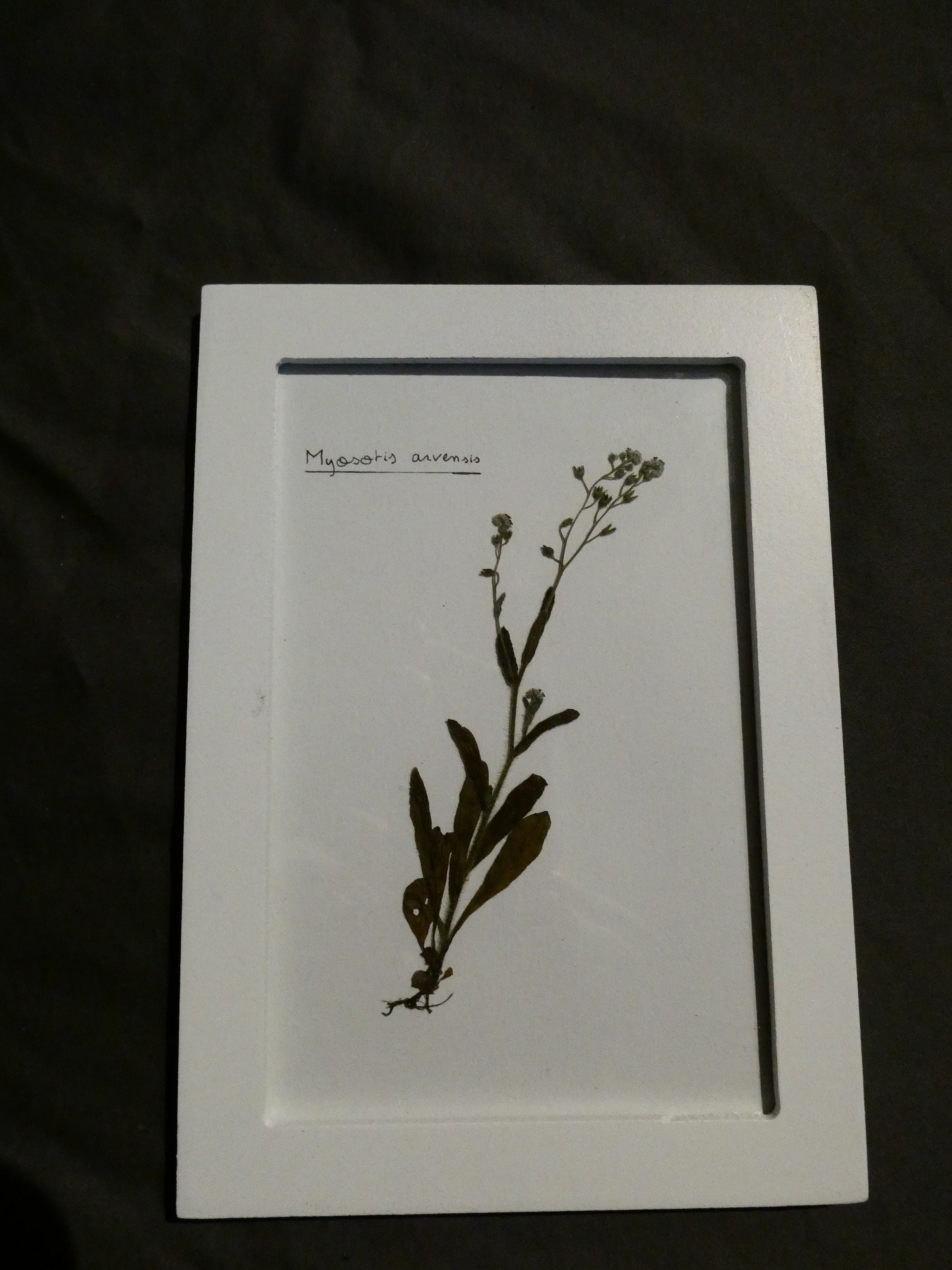 Cadre Herbarium Myosotis Arvensis | 17cm X 12cm