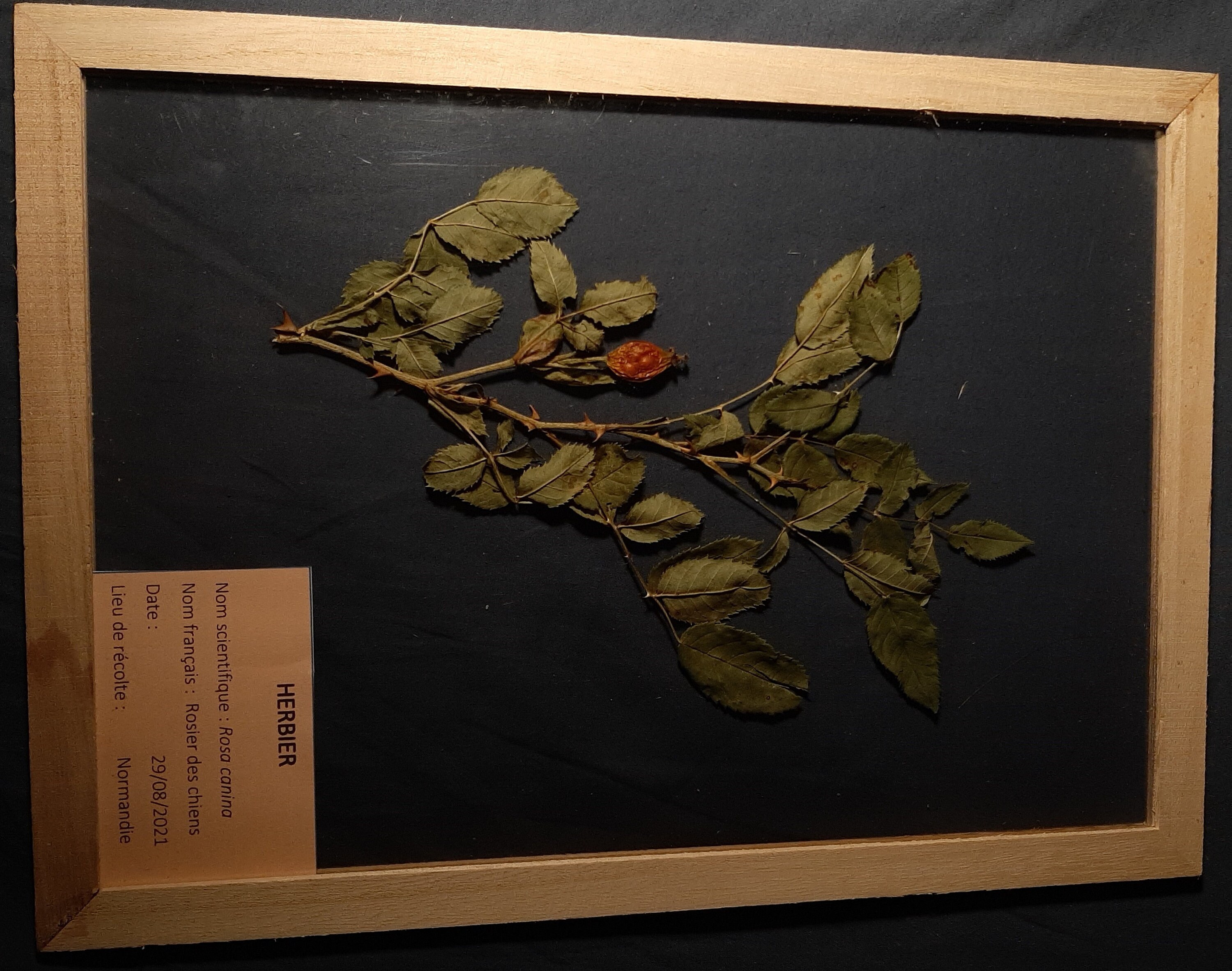 Cadre Herbarium Rosier Des Chiens | 24 X 32 cm