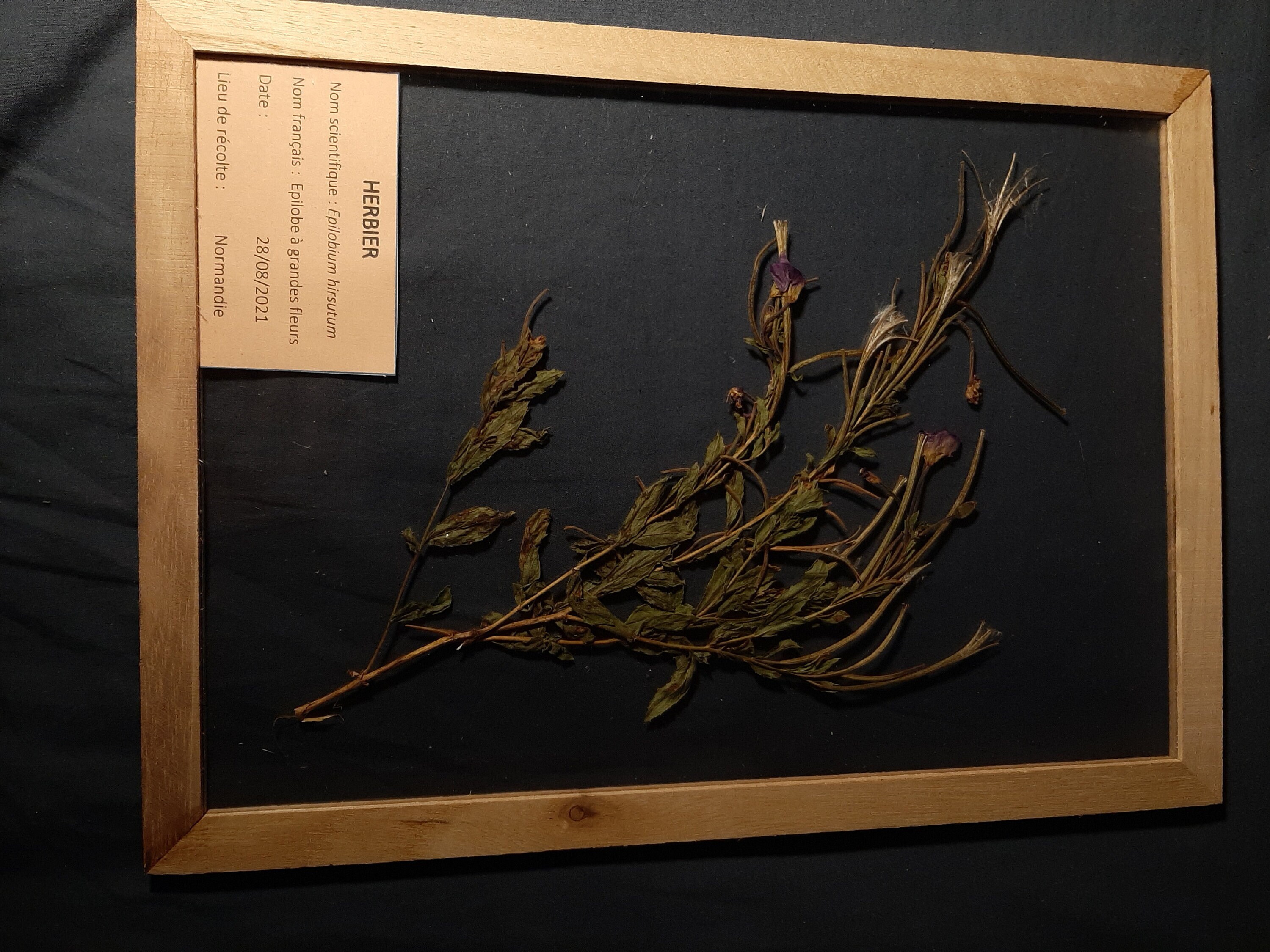 Cadre Herbarium Epilobe à Grandes Fleurs | 24 X 32 cm