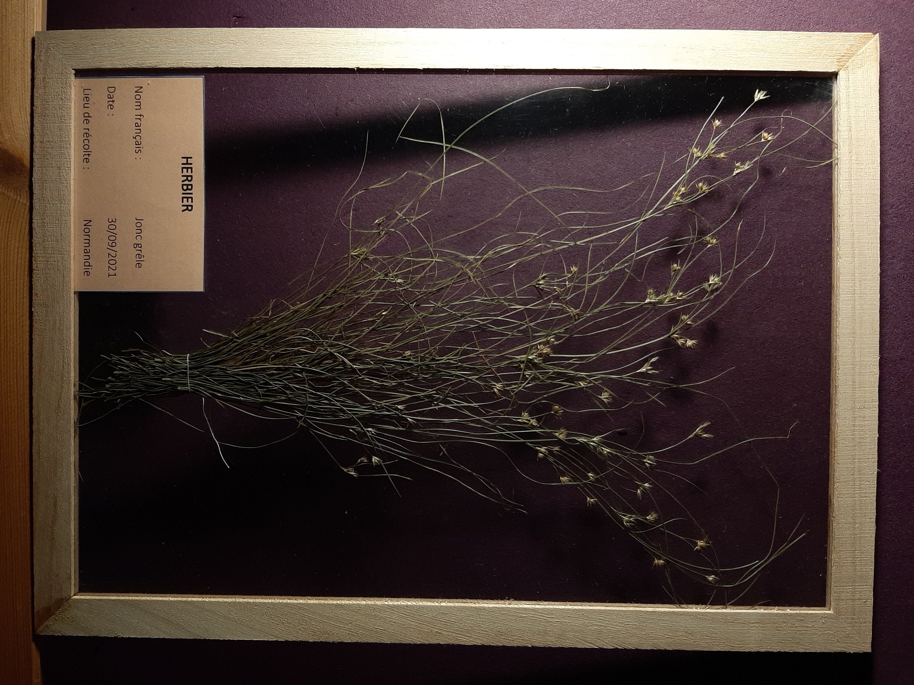 Cadre Herbarium Jonc Grêle | 24 X 32 cm