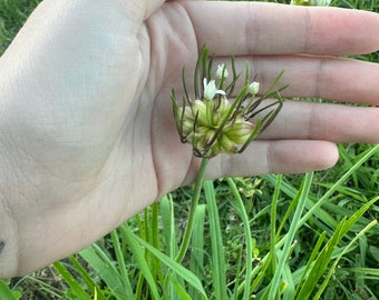 Wild Onion, Wild Allium, Allium canadense