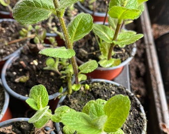 Herbs - Mint Varieties - 9cm potted plants