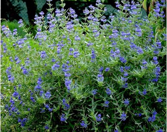 Caryopteris Heavenly Blue  - 1 x 1 Litre Potted Plant