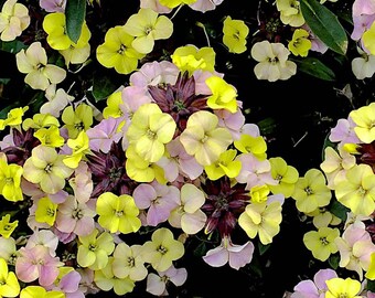 Erysimum Early Sunrise  - 1 x 9cm Potted Plant