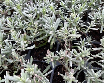 Lavender 6cm Plug Plants - list B