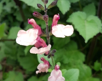 Salvia - 1 Litre Potted Plants - Multi Listing