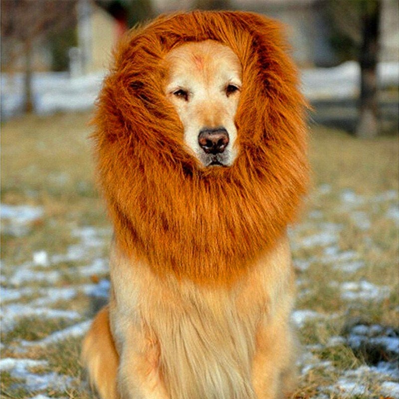 Lion Mane Wig for Large Dogs Lion Wig for Dogs Funny Wig for - Etsy Lion Mane Wig for Large Dogs Lion Wig for Dogs Funny Wig for - Etsy