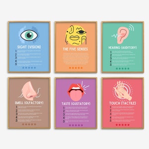De vijf zintuigen posters, decor wetenschap klas, posters biologie klas, leuke wetenschapsleraar, middelbare school menselijk lichaam klas kunst aan de muur