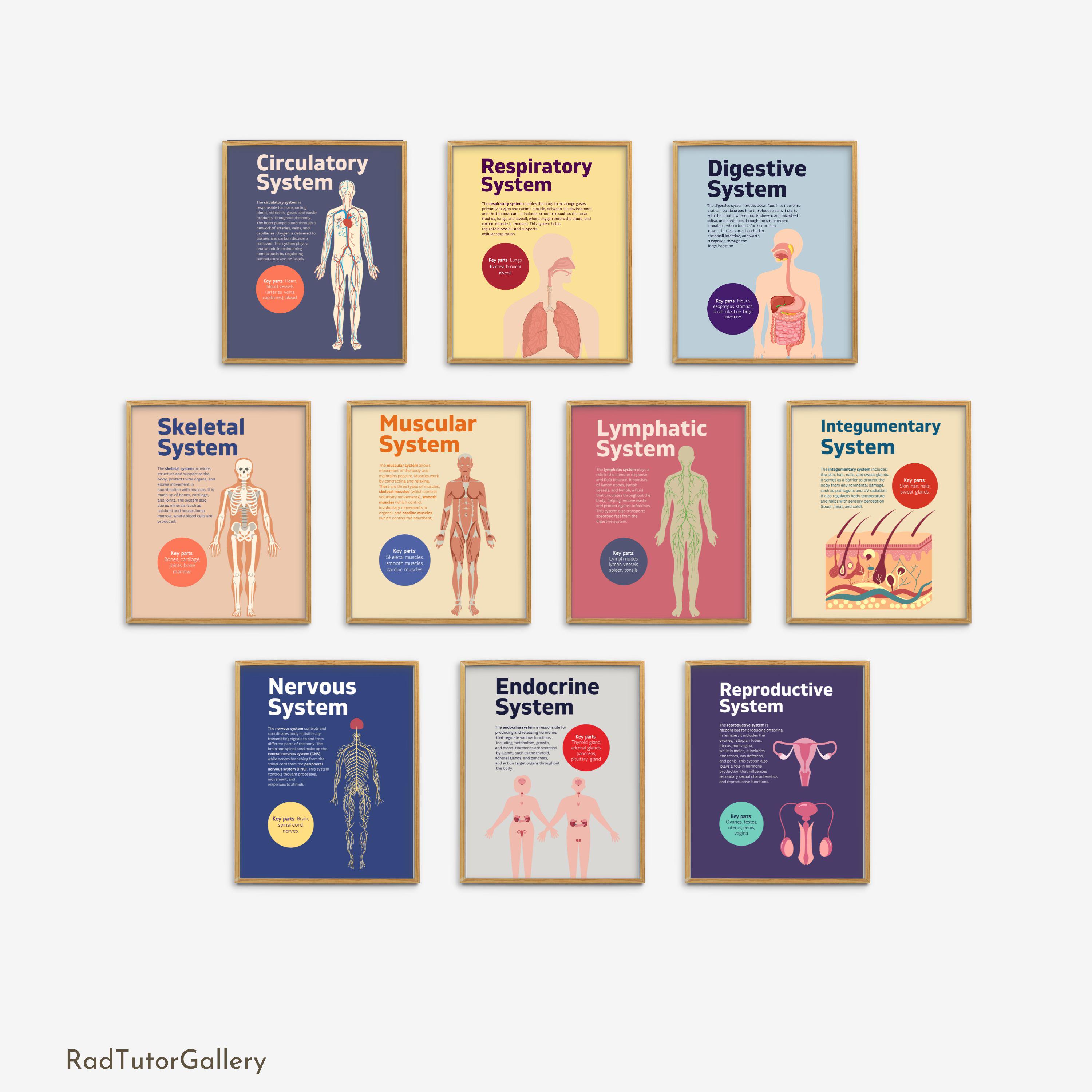 Respiratory system poster for classroom - Etsy België, image size:3000x3000