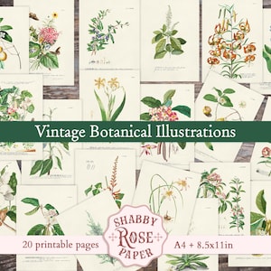 Lot de 20 pages de journal botanique vintage, illustrations de plantes anciennes imprimables, éphémères de scrapbooking, papier botanique esthétique