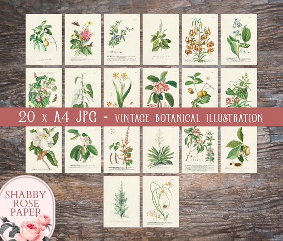 Set of 20 Vintage Botanical Illustration. Junk Journal Pages. - Etsy