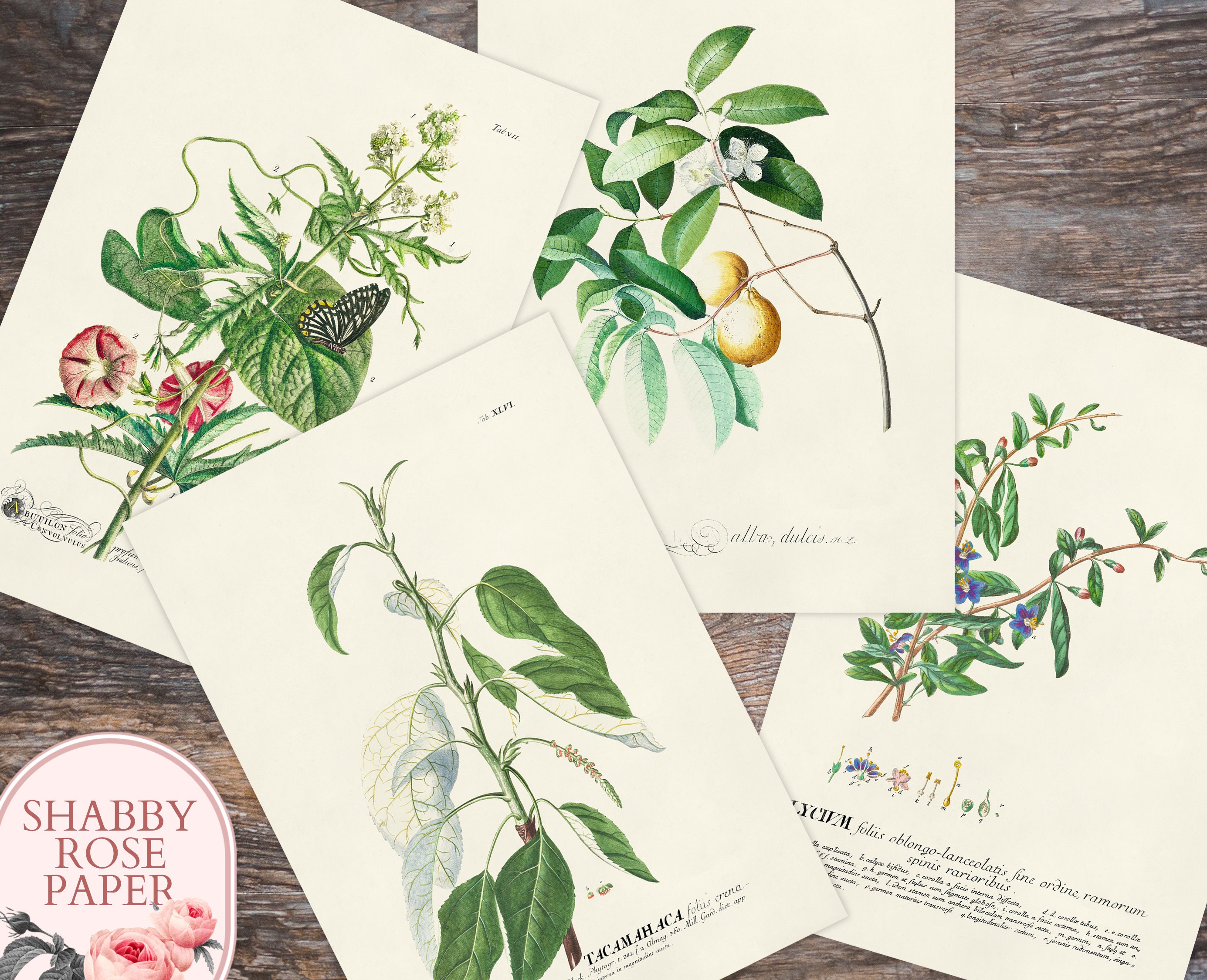 Set of 20 Vintage Botanical Prints. Printable Botanical Art. - Etsy