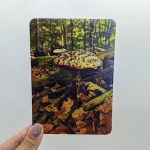Carte postale « Champignon », DIN A6, carte de vœux automne, forêt d'automne