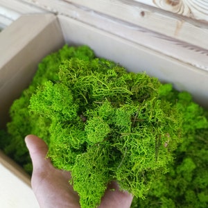 Preserved light green moss - litter for decorating, crafts, DIY, floristry decoration, Easter decorations