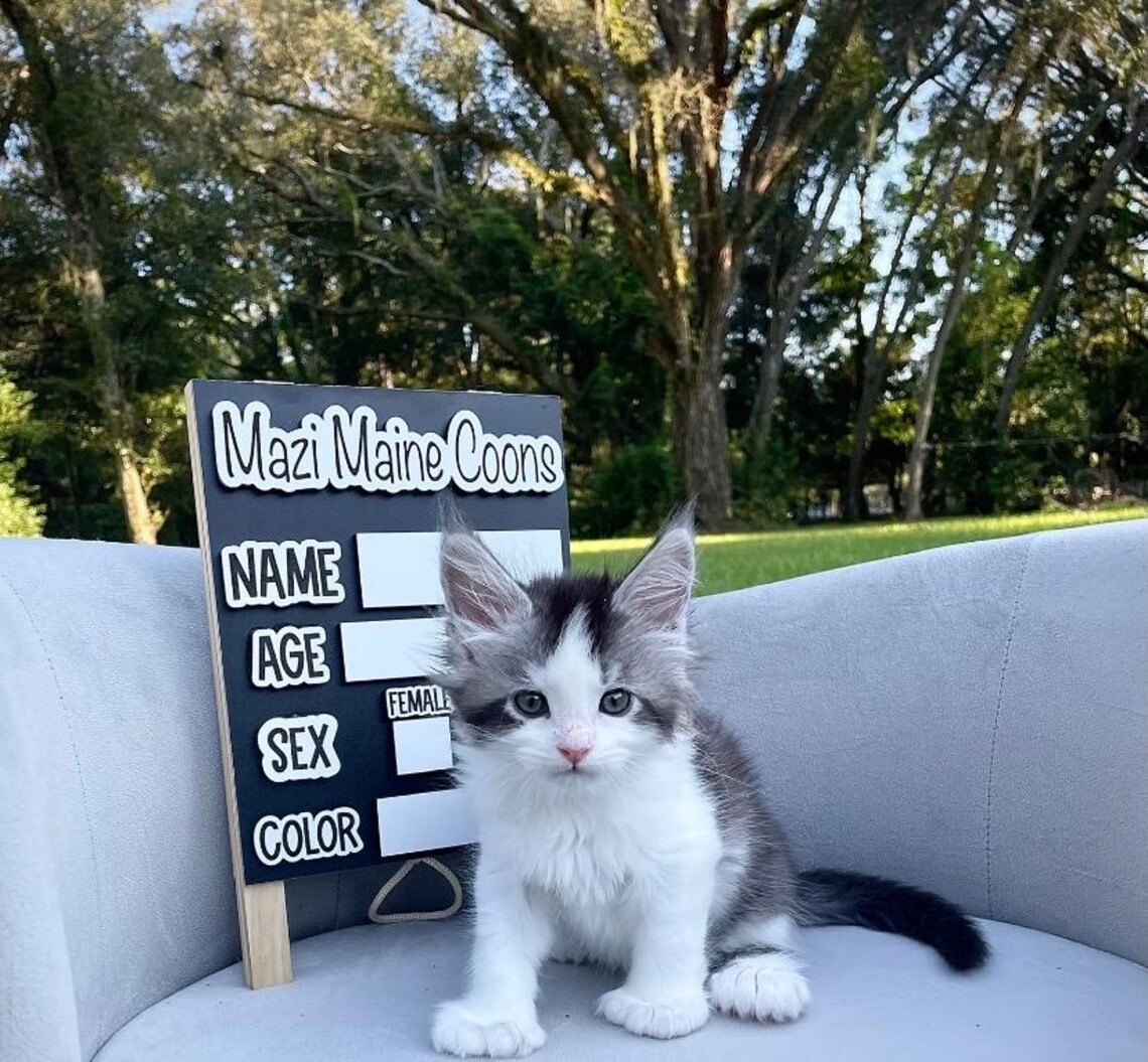 Cattery Sign, Cattery Marker Board Sign, Breeding Signs, Breeding ...