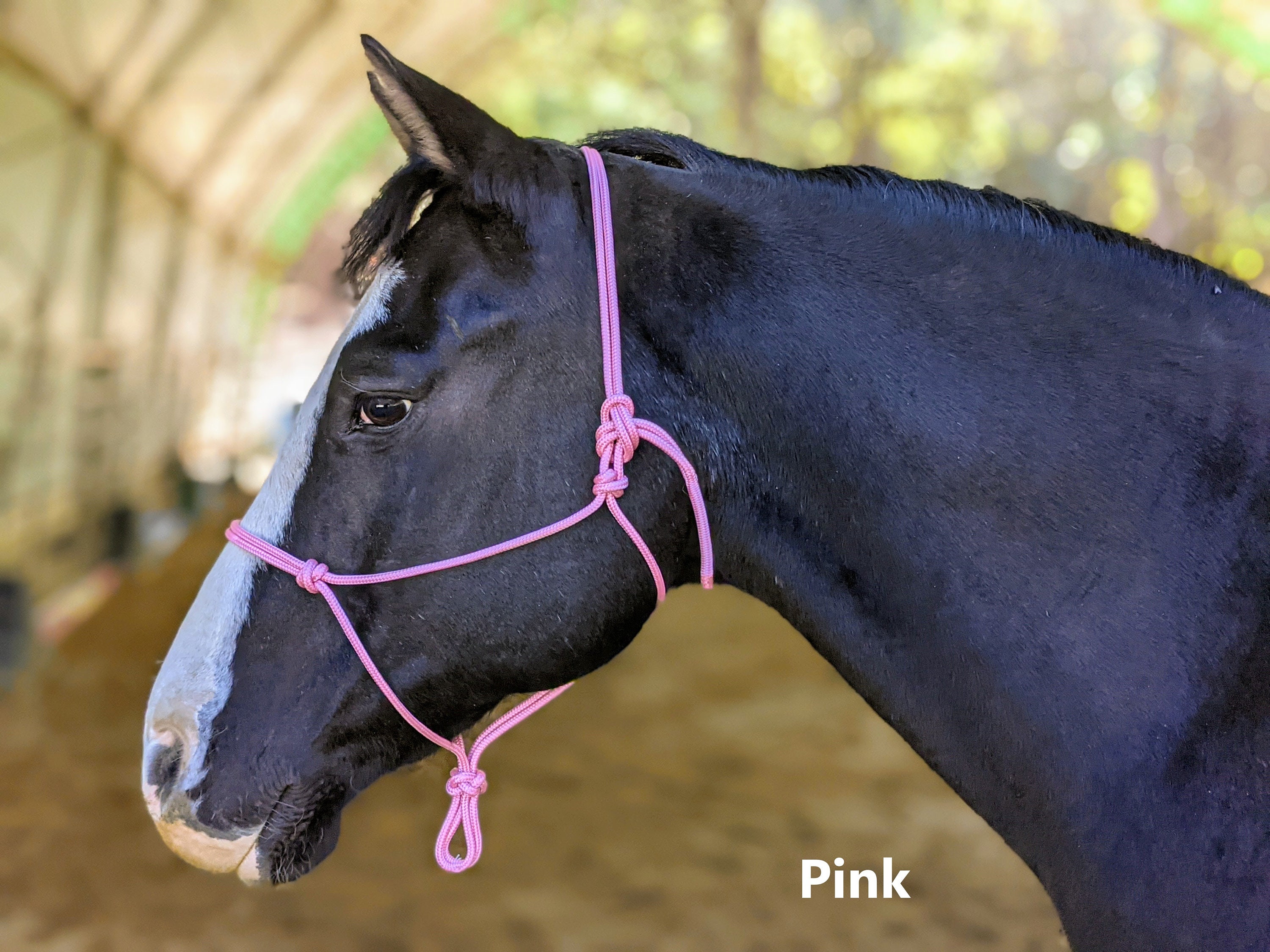 Showman Argentina Cow Leather Noseband Tie Down – 1" Wide, With Strap, For Average Full-Size Horses